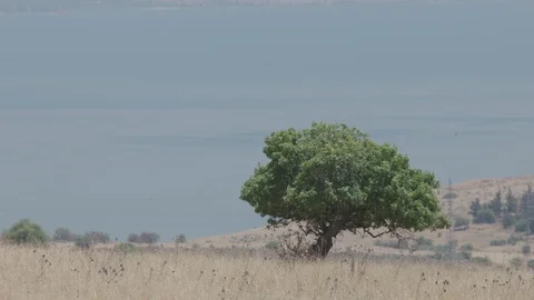 Tree with Sea of Galilee in Background panning Stock Footage 85789014