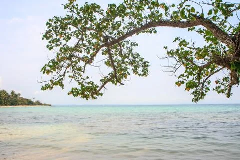 Tree in the sea Stock Photos