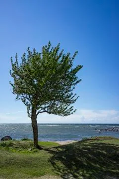 Tree by the sea Stock Photos
