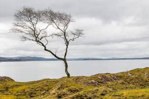 Tree at Sea Stock Photos