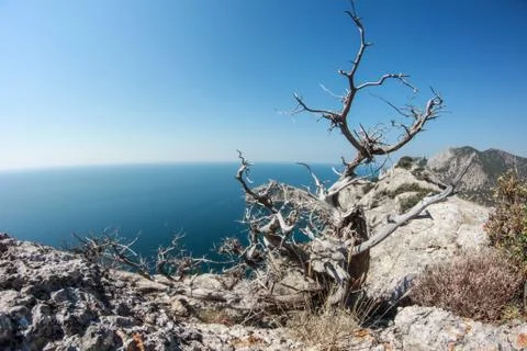 Tree &amp; Sea Stock Photos