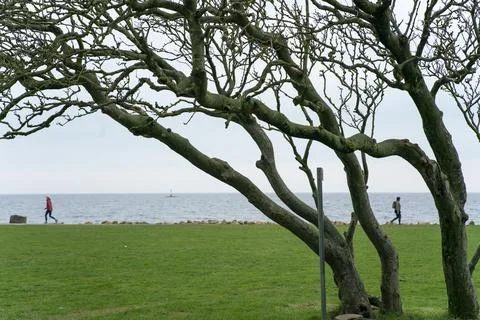 Tree by the sea Foto stock