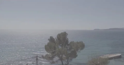 Tree by the Sea under Clear Blue Sky , ungraded s log 3 4k Stock Footage 152468085