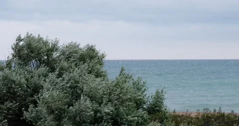 Tree by the sea in windy weather Stock Footage 133720552