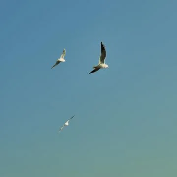Tree seagulls in the clear blue sky Stock Photos