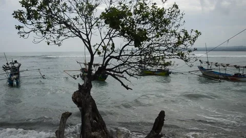 A tree by the seashore Stock Footage 192833135