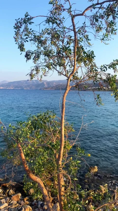 A tree on the seashore. Vertical video Stock Footage 287490174