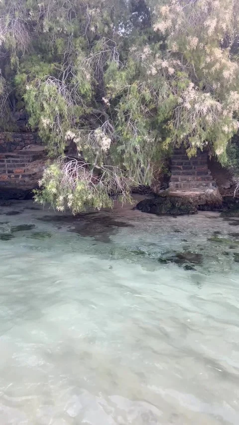 A tree on the seashore. Vertical video for social media Stock Footage 287335662