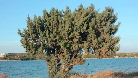Tree by seaside Stock Footage 197436898