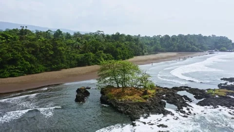 A tree by the seaside with forest Stock Footage 299808637