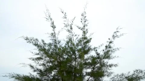 A Tree by the Seaside, Its Leaves Swaying in the Breath of the Sea Stock Footage 244754028
