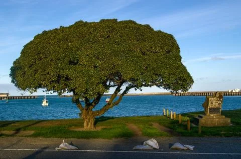 A tree at the seaside Foto stock