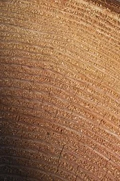 Tree section exposing annual rings of growth. Stock Photos