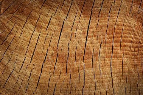 Tree section texture Stock Photos