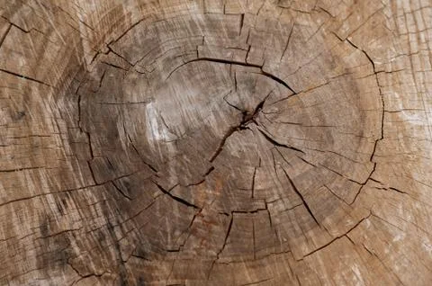 Tree in section. tree structure. Stock Photos