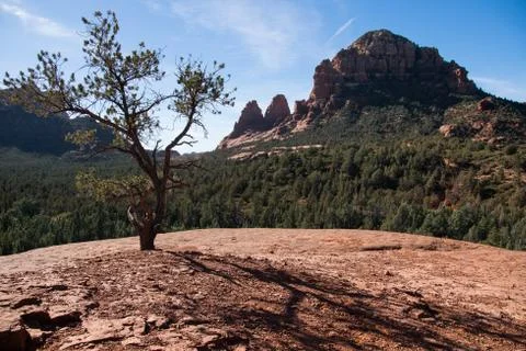 A Tree on Sedona Red Rock Stock Photos