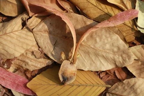 Tree seed fall to ground with dry leaves ,thailand forest Stock Photos