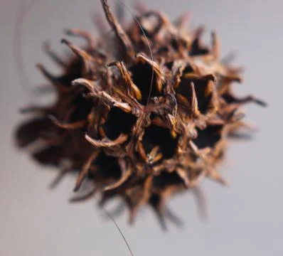 Tree Seed Stock Photos