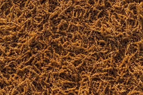 Tree seed texture.tif Stock Photos