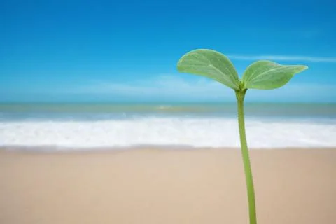 Tree seedling on beach Stock Photos