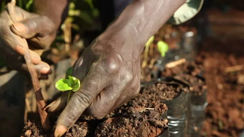 Tree seedling being planted in Kenya, East Africa Stock Footage 143497148