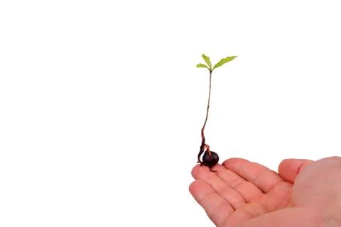 Tree seedling on finger Stock Photos