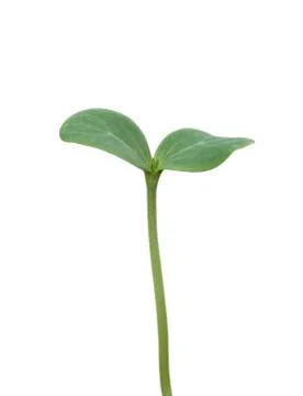 Tree seedling isolated on white Stock Photos