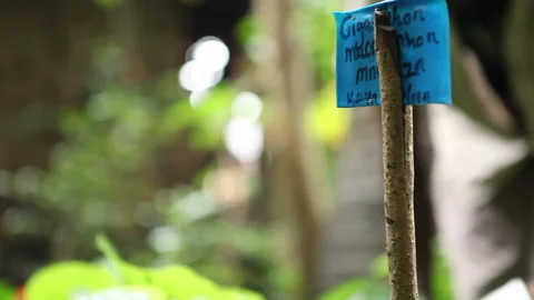 Tree seedling with man checking seedlings in background Stock Footage