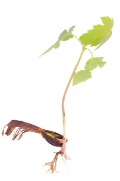 Tree seedling maple on white Stock Photos