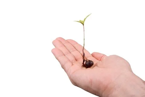 Tree seedling oak in hand Stock Photos
