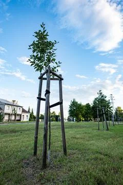 Tree seedling in park being planted in western Poland Foto stock