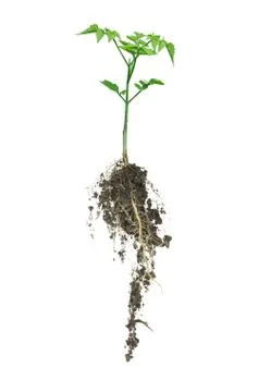 Tree seedling Foto stock