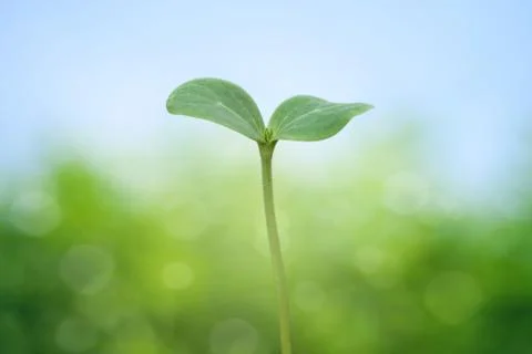 Tree seedling on spring background Stock Photos