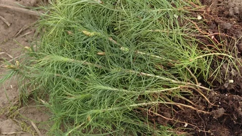 Tree seedlings are ready for planting Video stock 219225187