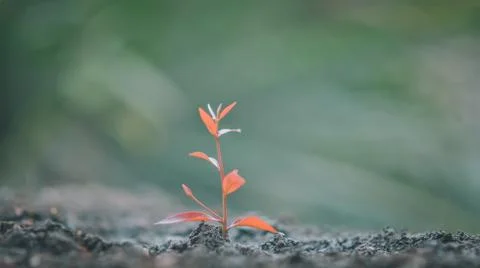Tree seedlings are on the soil Stock Photos