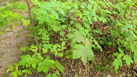 Tree seedlings on forest floor, Oak, Ash, Sycamore, Hazel, Beech, Horse Stock Footage 340140326