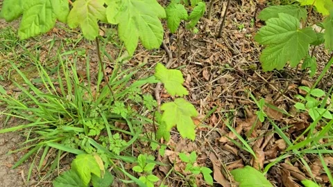 Tree seedlings on forest floor, Oak, Ash, Sycamore, Hazel, Beech, Horse Stock Footage 340151610