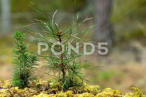 Tree seedlings Stock Photos