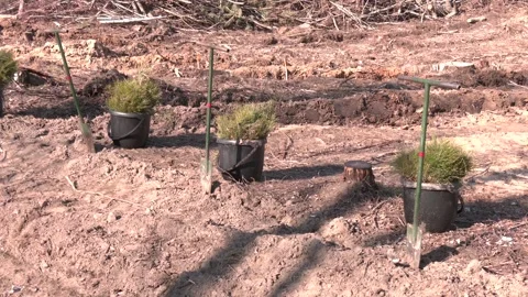 Tree seedlings planted by man in the forest. Video stock 313443753