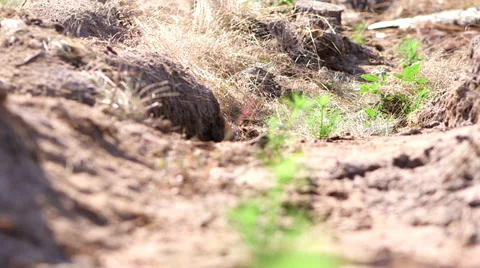 Tree seedlings planted in a row Video stock 34321630