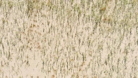 Tree seedlings waving in the wind. Vistula river. Poland. Video stock 237701795