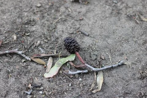 Tree seeds and Pine cone and maple seed on mud floor Stock Photos