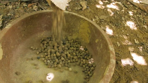 Tree seeds are poured into a basin before being planted, in Ivory Coast Stock Footage 221523247