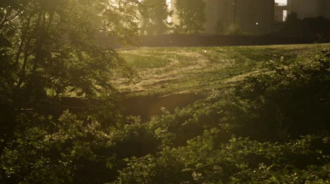 Tree seeds floating in the air with foilage in the  frame during sunset. Stock Footage 64658672