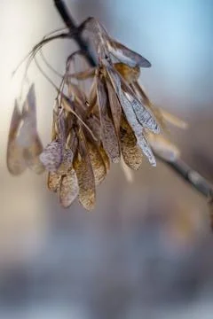 Tree seeds, winter park, tree seeds in the winter sun Stock Photos