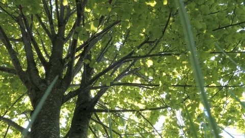 Tree seen from above, laying on grass, summer Video stock 89562241