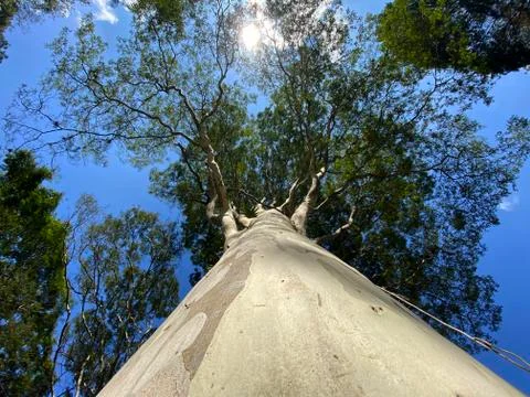 The tree is seen from below with the blue sky in the morning sun. Stock Photos
