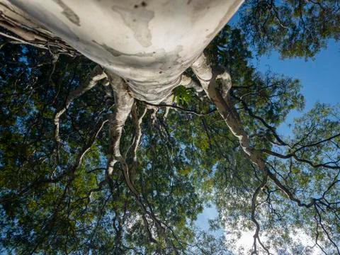 The tree is seen from below with the blue sky in the morning sun. Stock Photos