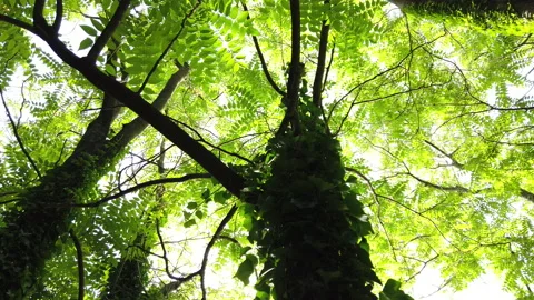 Tree seen from below in the park Video stock 133117951