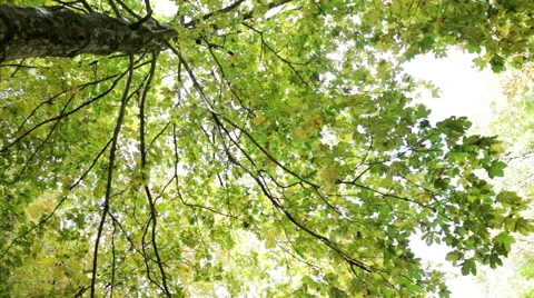 Tree seen from below in the Park of Foreste Casentinesi in Tuscany, Italy. Stock Footage 68906696